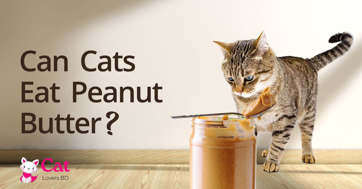 Can Cats Eat Peanut Butter