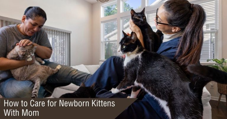 How to Care for Newborn Kittens