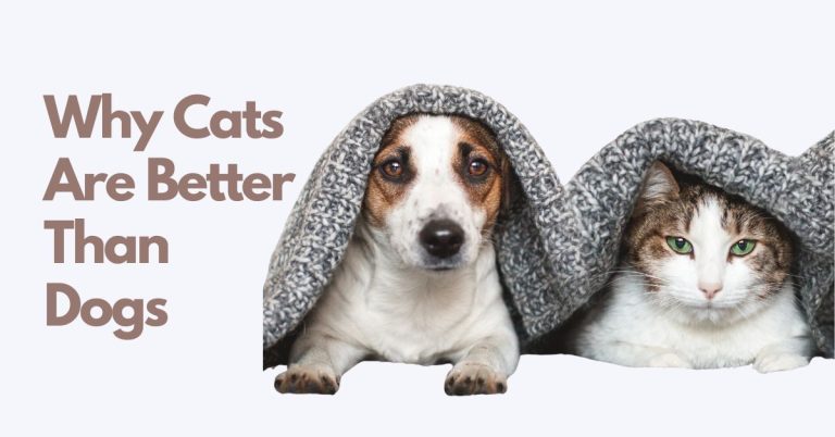 Why Cats Are Better Than Dogs