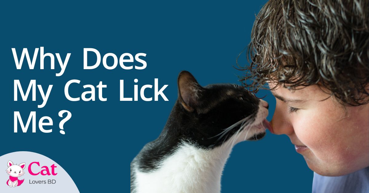 Why Does My Cat Lick Me